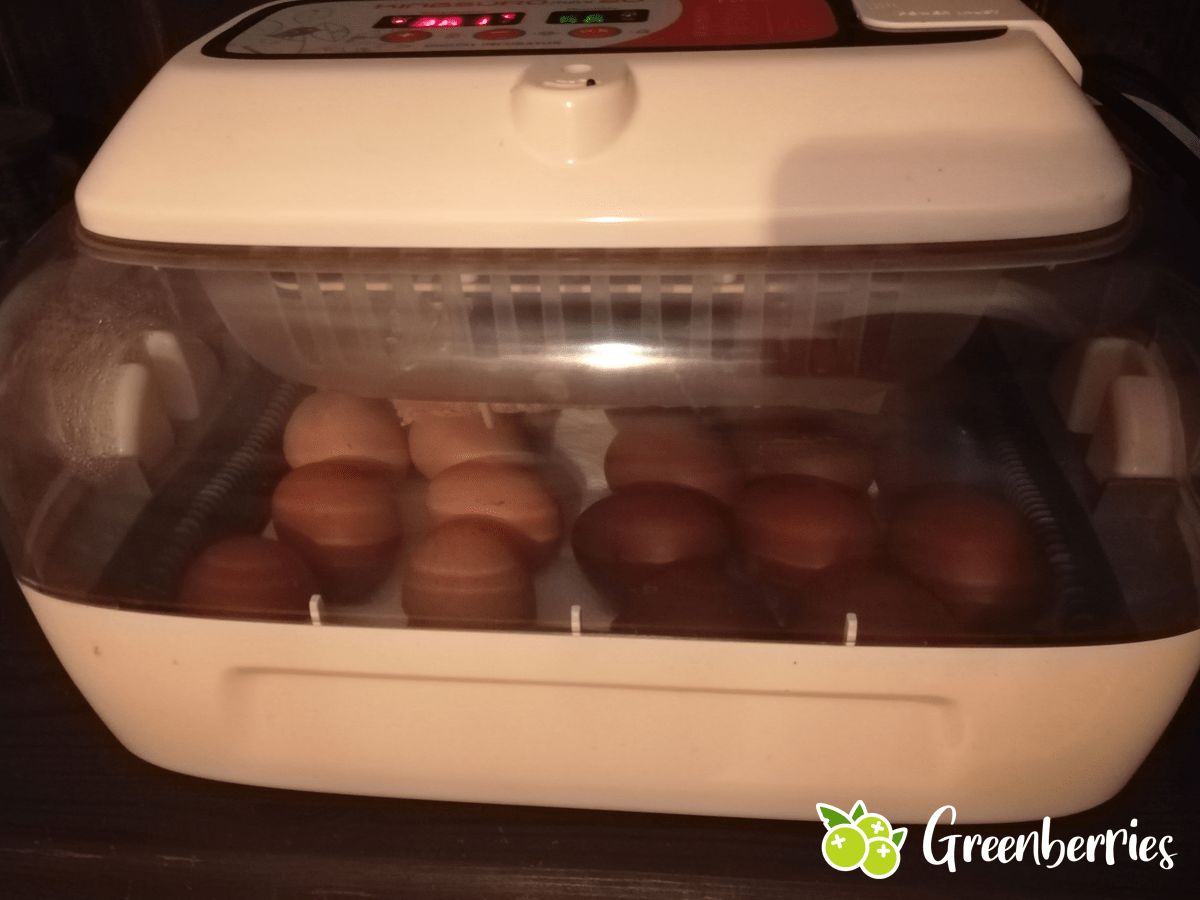 Eier ausbrüten - Eier im Brutautomat