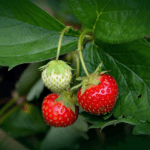 Erdbeeren anpflanzen und vermehren