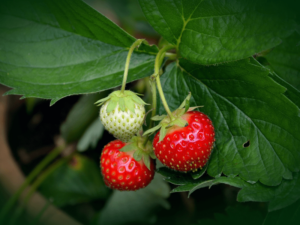Erdbeeren anpflanzen und vermehren