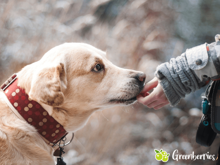 Nachhaltig mit Hund Futter, Kotbeutel und Spielzeug Greenberries