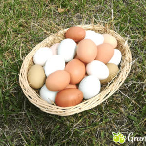 Welche Hühner legen welche Eierfarbe? - Greenberries