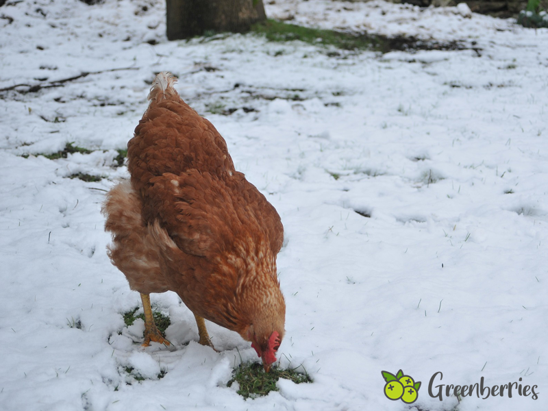 Hühner im Winter - Auslauf - Futter - Eier - Wasser - Frieren