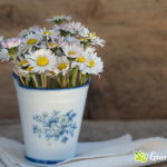 Gänseblümchen - Heilwirkung und Rezepte