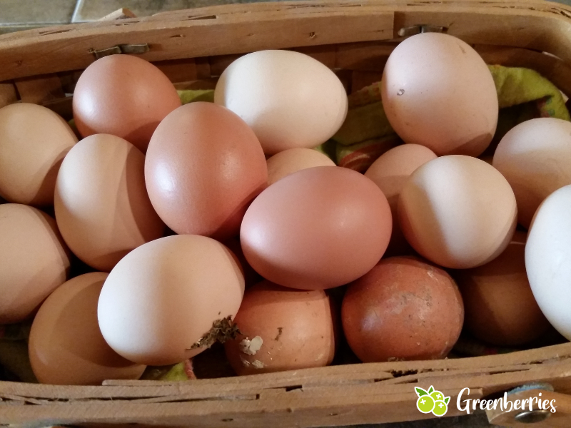 Weniger Eier bei deinen Hühnern - Daran kann es liegen