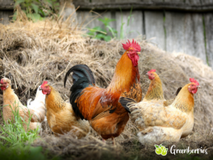 Was du tun kannst wenn deine Hühner weniger legen