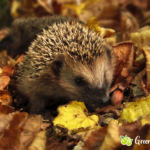 Igel im Garten