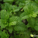 Minze im Garten