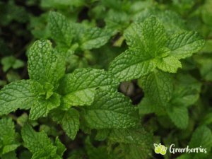 Minze im Garten