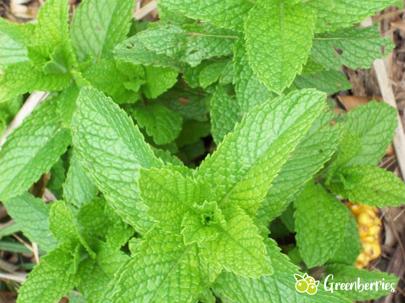 Pfefferminze im Garten