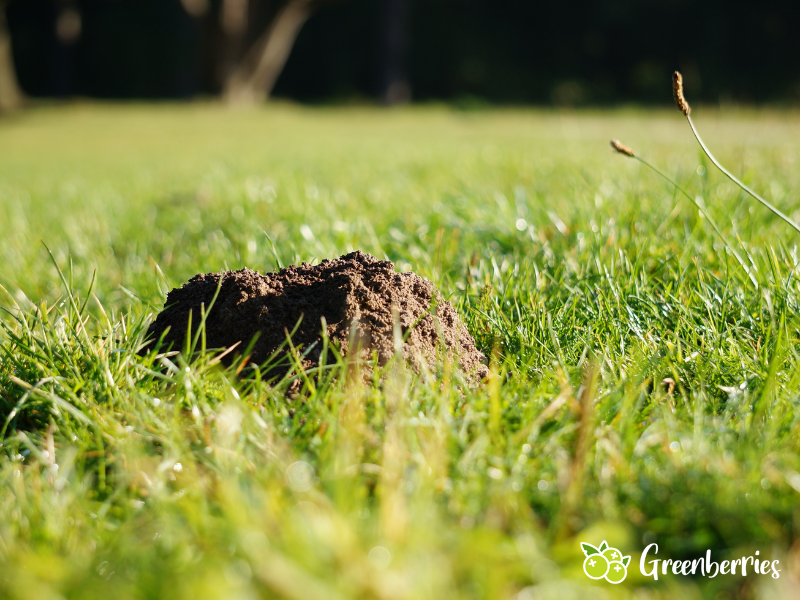 Im Garten einen Mauwurf